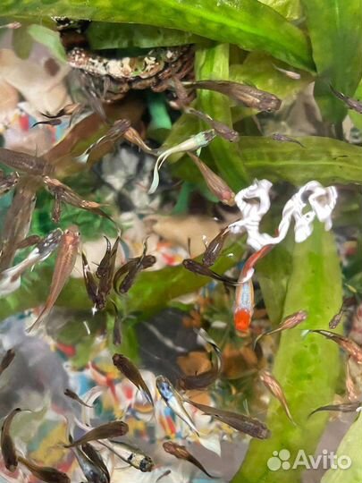 Аквариумные рыбки гуппи