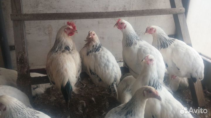 Адлерская серебристая: куры, цыплята, яйцо, петухи