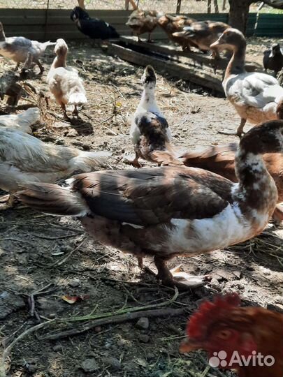 Мясо утки и мясо курицы,петушков молодых