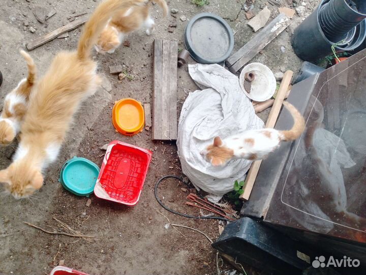 Котята в добрые руки мальчики и девочки