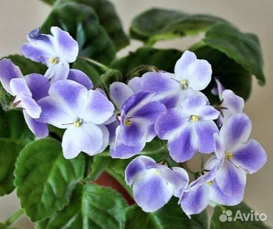 Фиалка рс- Герцогиня, нд-Мурзилка