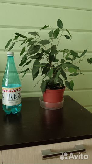 Комнатные растения(фикусы Бенджамина)