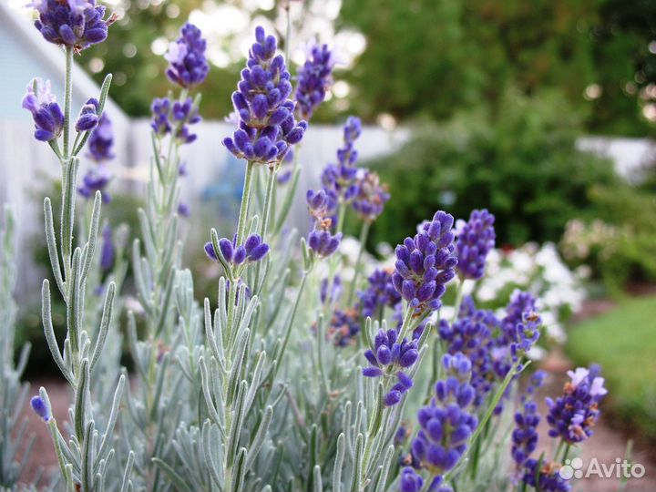 Лаванда разных сортов (предзаказ)