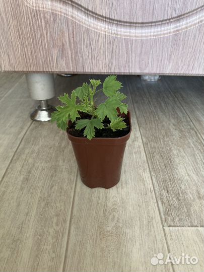 Королевская пеларгония