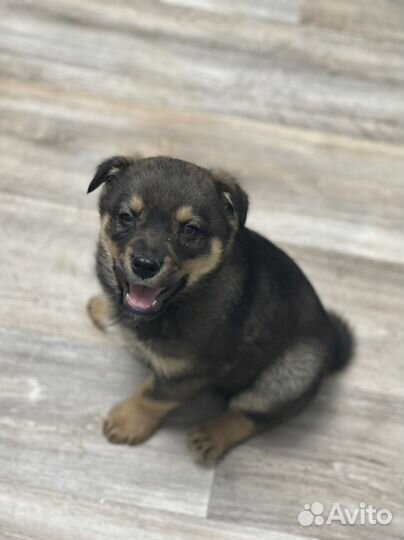 Щенки в добрые руки