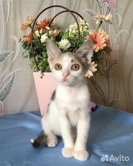 Трехцветное чудо в дар