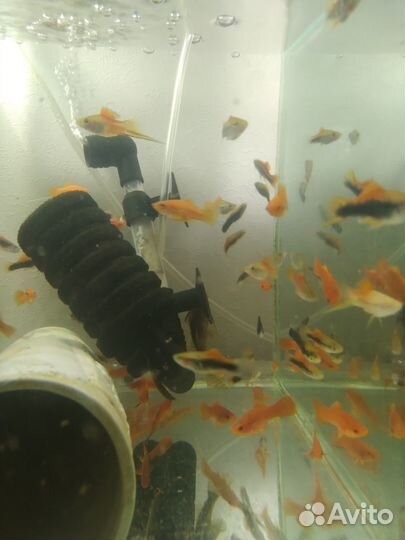 Аквариумные рыбки