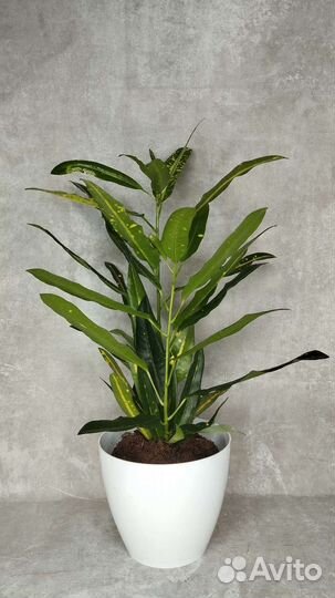 Кодиум, кротон