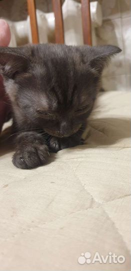 Котята вислоухие