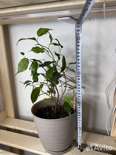 Фикусы бенджамина