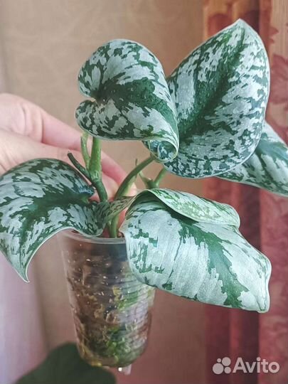 Сциндапсус Пиктус Треби (Scindapsus Pictus Trebie)