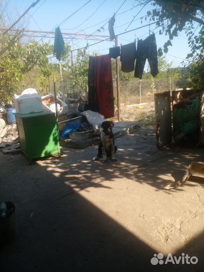 Среднеазиатская овчарка алабай щенки