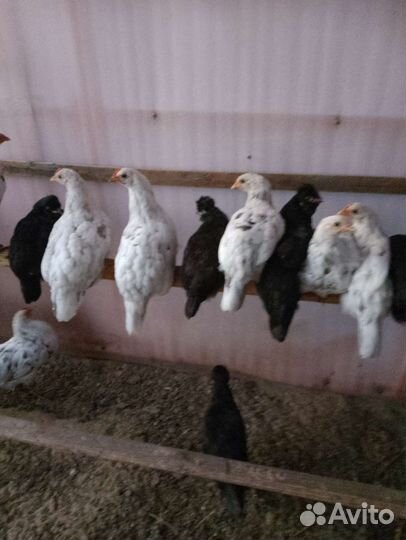 Породные курочки Сильверудд Блу