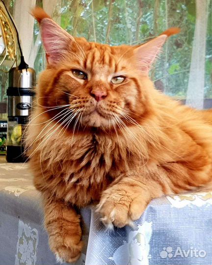 Котята мэйн-кун