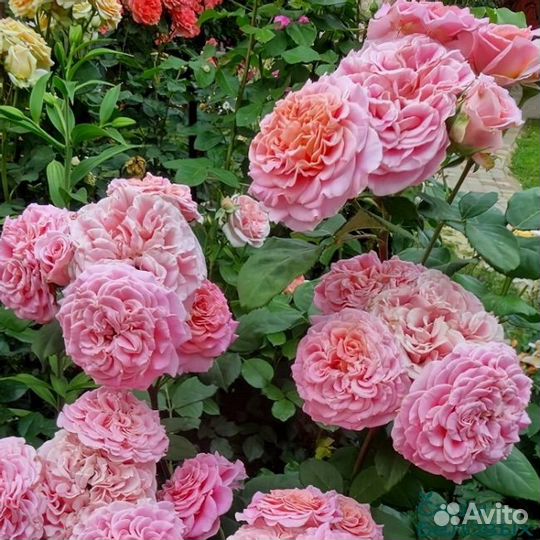 Роза, розы, вьющая роза, кусты роз