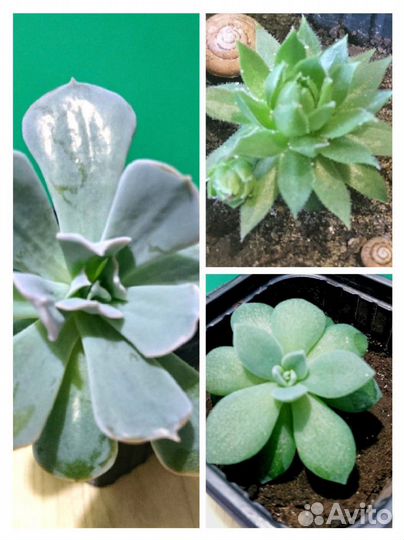 Суккуленты