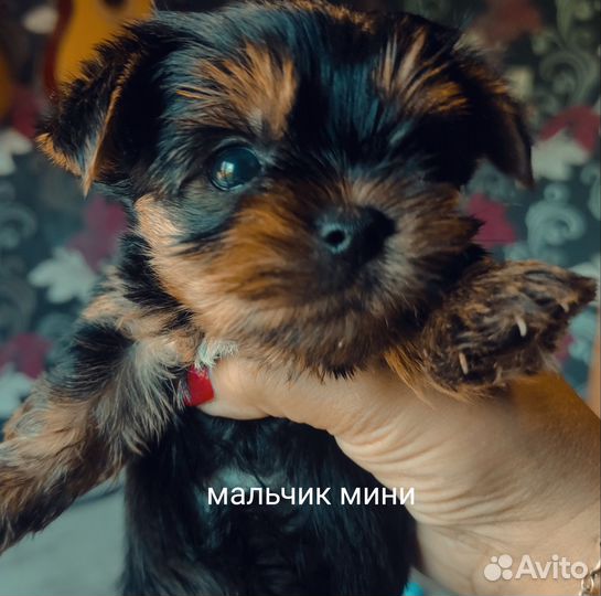 Йоркширский терьер щенки стандарт