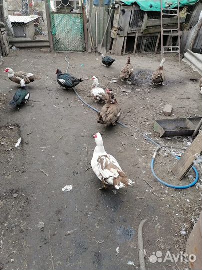 Мускусные утки