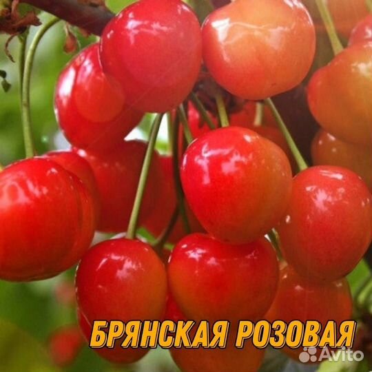 Саженцы черешни