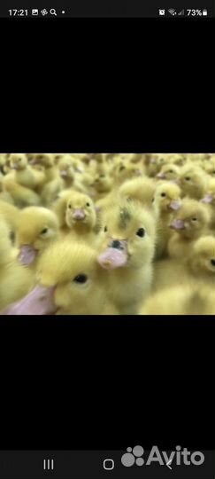 Цыплята бройлеры