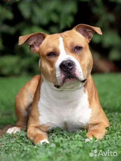 Стаффордширский терьер вязка