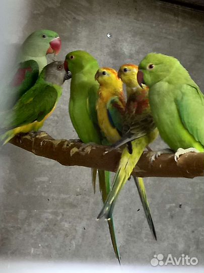 Ожереловые попугаи(птенцы)