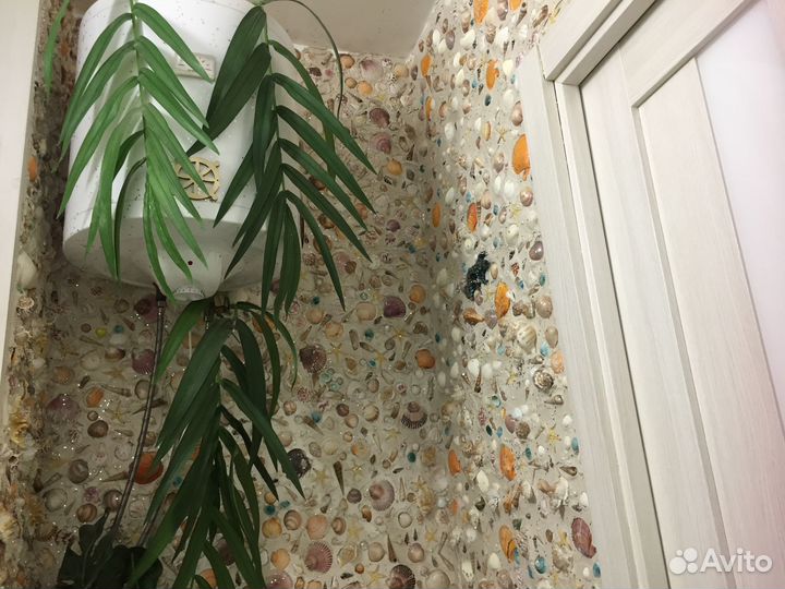 15 09 2023 много Ракушки средиземноморья