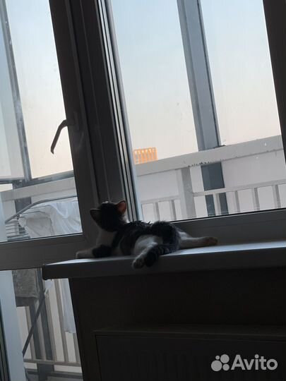 Отдам котенка в добрые руки