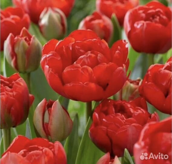 Клубни Тюльпаны