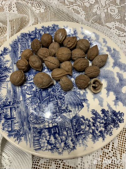 Дрифтвуд - орех дикий омытый черным морем