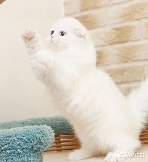 Белый голубоглазый котенок Хайленд Фолд