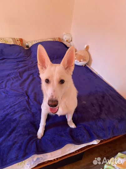 Выгул и дрессировка собак