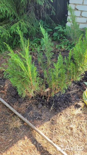Можжевельник огромные кусты