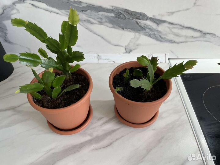 Декабрист шлюмбергера