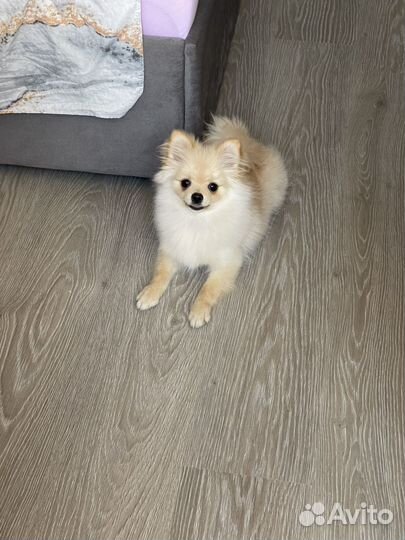 Померанский шпиц мини