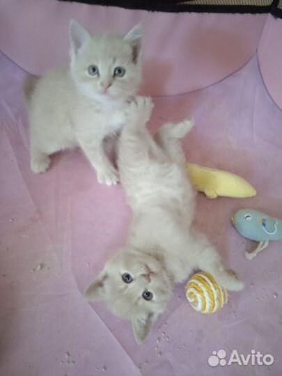 Рыжики /персики