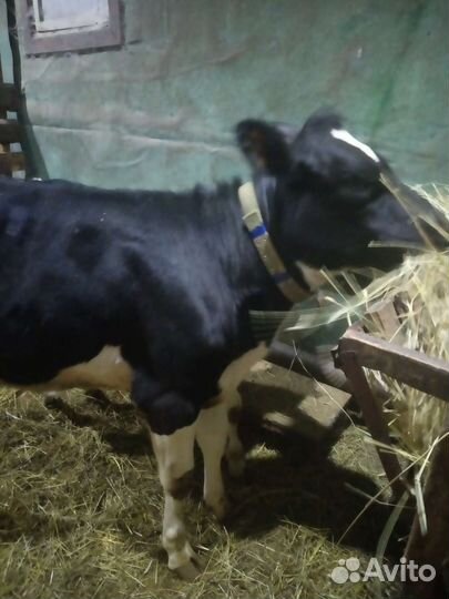 Корова телка