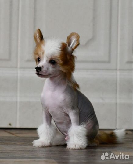 Щенки китайской хохлатой