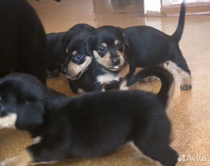 Щенки