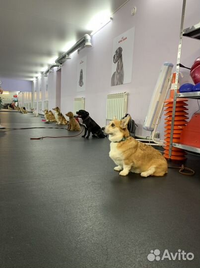 Дрессировка собак. Кинолог