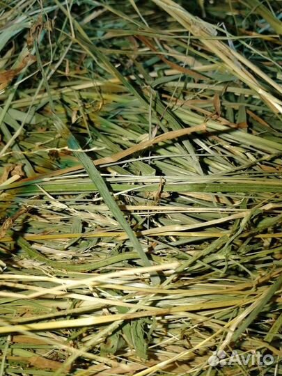 Сено Разнотравье