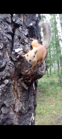 Участок 8 сот. (СНТ, ДНП)