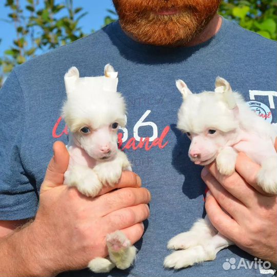 Сказочно красивые щенки 1,5 мес