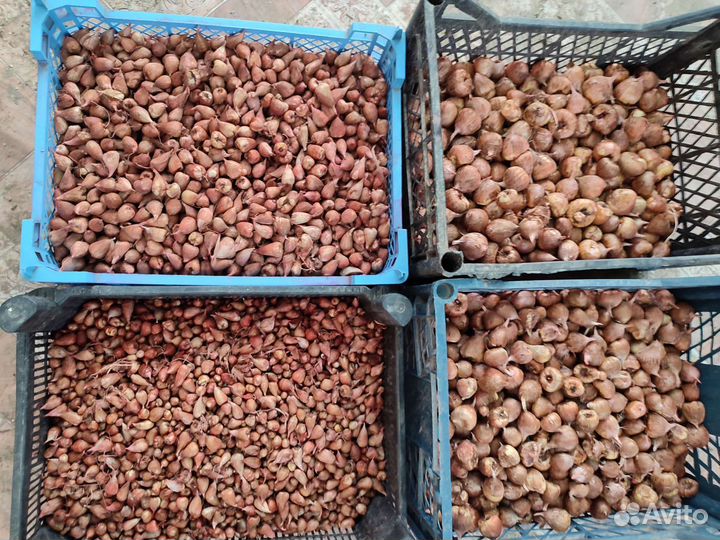 Луковицы фрезии