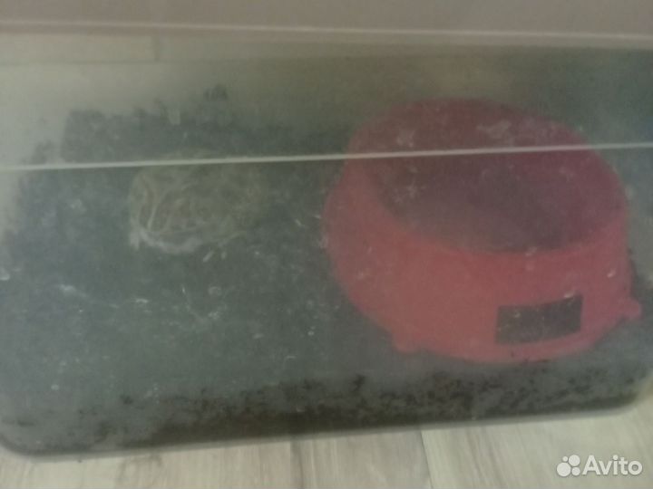 Жаба рогатка