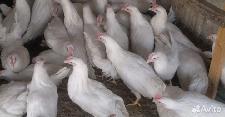 Самые яйценосные куры молодки несушки