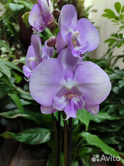 Орхидея фаленопсис биг лип