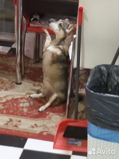 Собака ищет дом