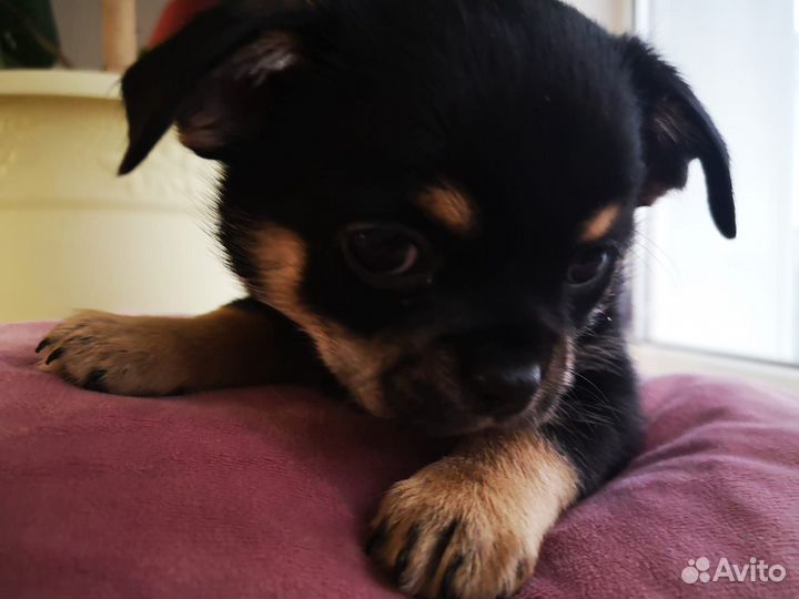 Щенки чихуахуа