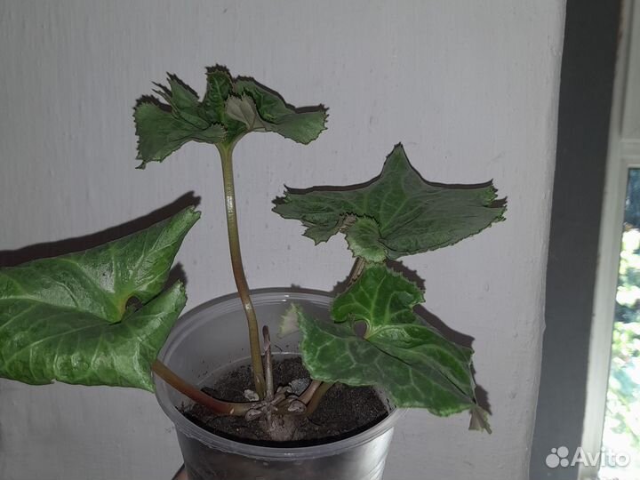 Цикламен махровый,глоксиния